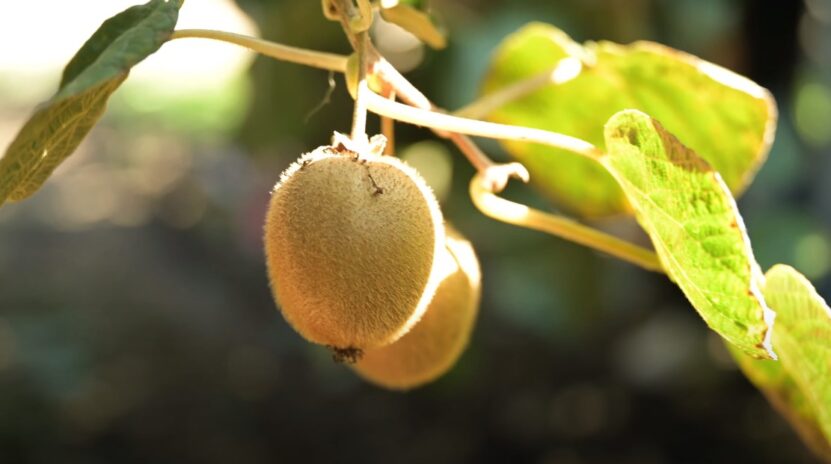 Consuming kiwi seeds risk