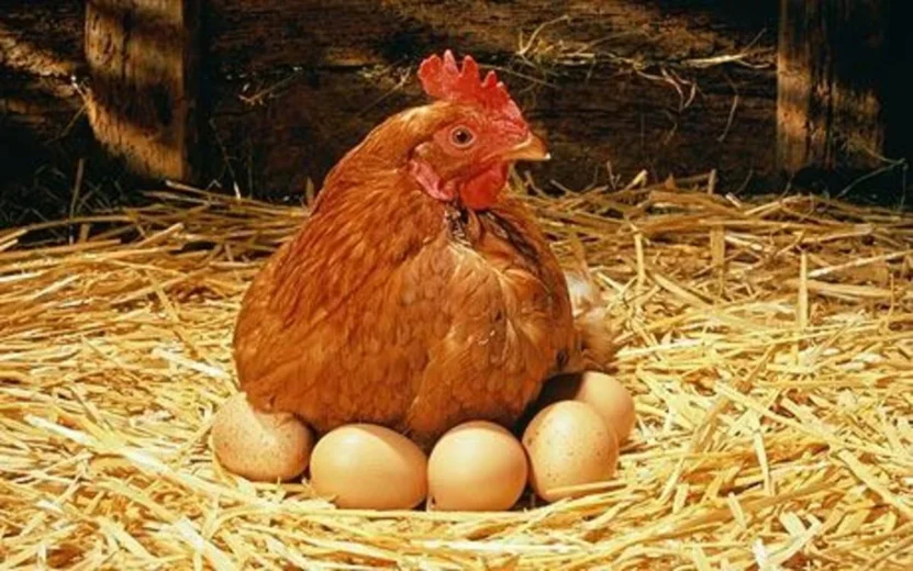 Eggs From Hens